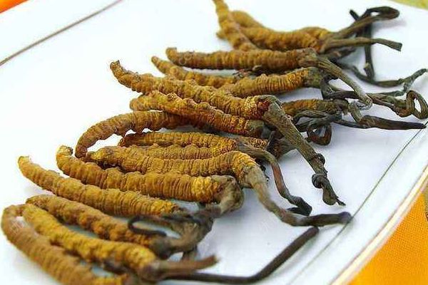 天价虫草不抗癌？冬虫夏草到底能不能抗癌？(1)