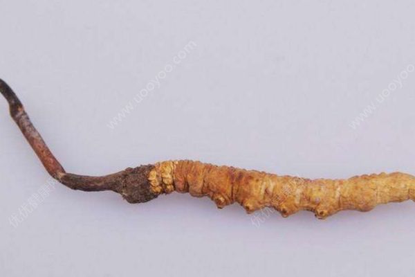 天价虫草不抗癌？冬虫夏草到底能不能抗癌？(2)