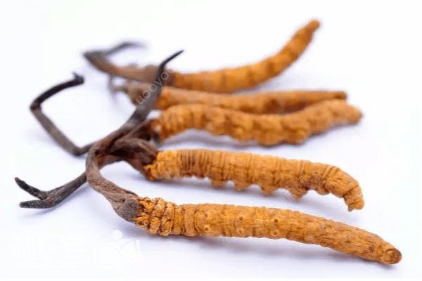天价虫草不抗癌？冬虫夏草到底能不能抗癌？(3)