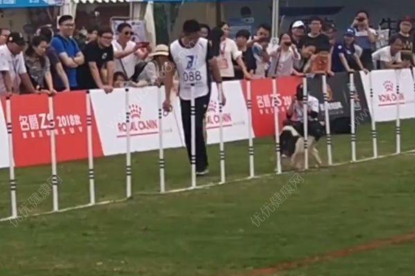小猪一天两餐保持身材，网友：再也不能说胖的和猪一样了(1)