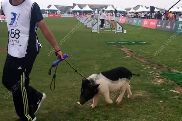 小猪一天两餐保持身材，网友：再也不能说胖的和猪一样了(2)