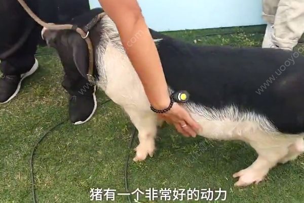 小猪一天两餐保持身材，网友：再也不能说胖的和猪一样了(3)