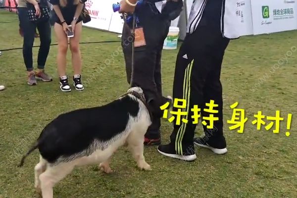 小猪一天两餐保持身材，网友：再也不能说胖的和猪一样了(4)