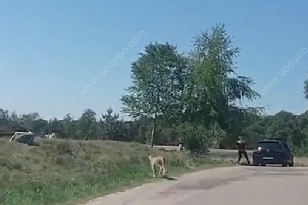 怀抱婴儿在野生动物园下车，被猎豹围攻险送命(1)