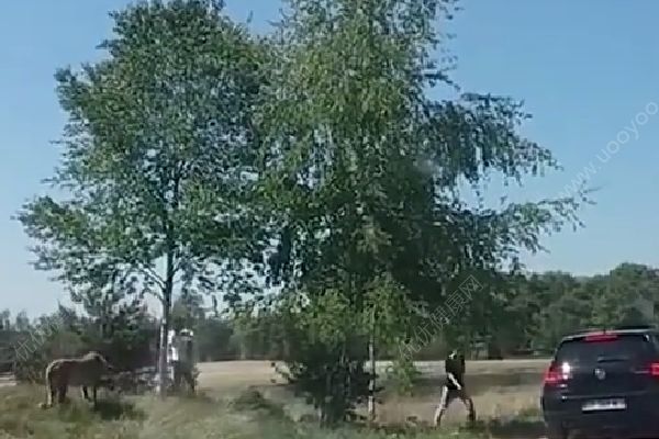 怀抱婴儿在野生动物园下车，被猎豹围攻险送命(2)