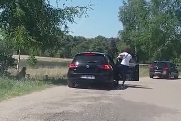 怀抱婴儿在野生动物园下车，被猎豹围攻险送命(4)