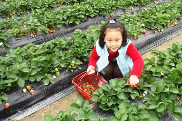摘草莓什么时候去最好？带孩子摘草莓须知(1)
