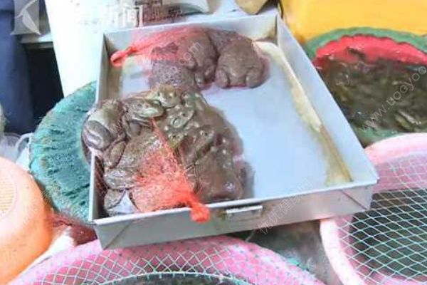 夫妻两人抓蟾蜍食用，妻子因吃蟾蜍卵中毒身亡(3)