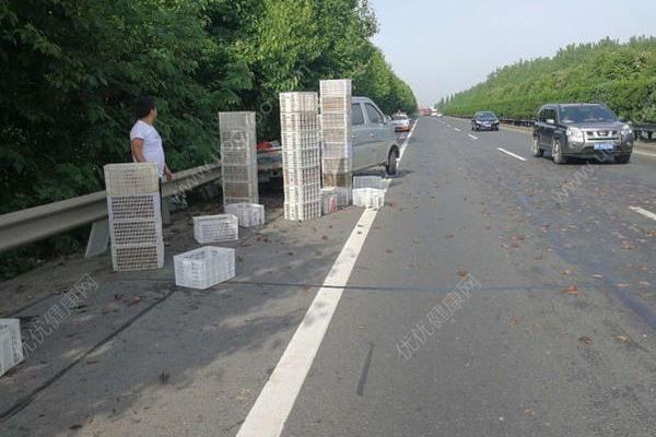 千斤小龙虾百慕大翻车，遭过往车辆碾压成“虾饼”(1)