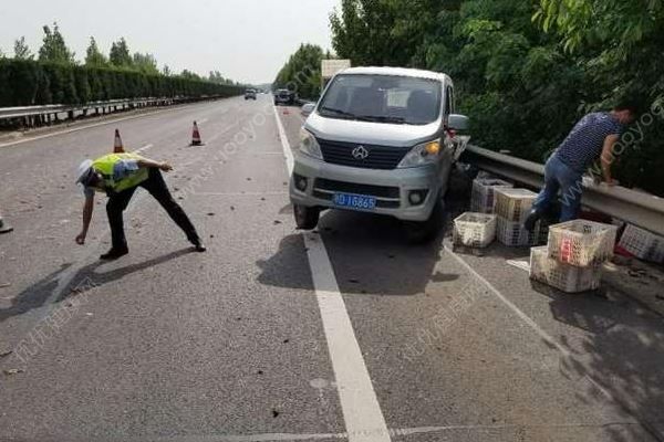 千斤小龙虾百慕大翻车，遭过往车辆碾压成“虾饼”(2)