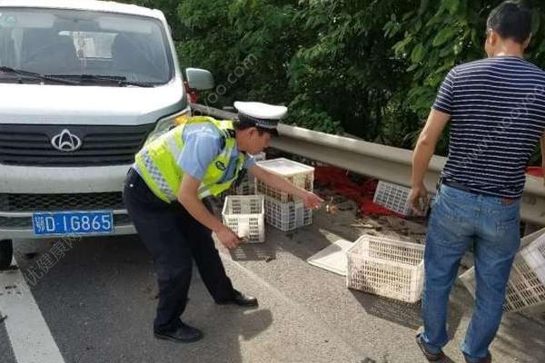 千斤小龙虾百慕大翻车，遭过往车辆碾压成“虾饼”(3)