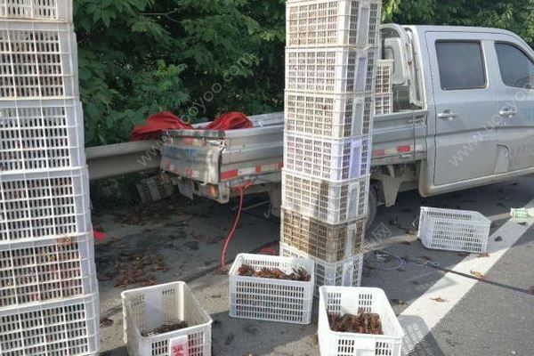 千斤小龙虾百慕大翻车，遭过往车辆碾压成“虾饼”(4)