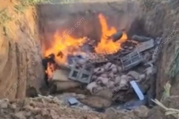 沈阳发生疑似非洲猪瘟疫情，疫区已被封锁(1)