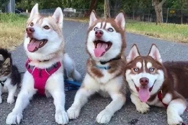 禽类也可感染狂犬病，专家：加快犬只管理立法(3)