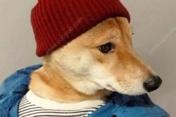 禽类也可感染狂犬病，专家：加快犬只管理立法(4)